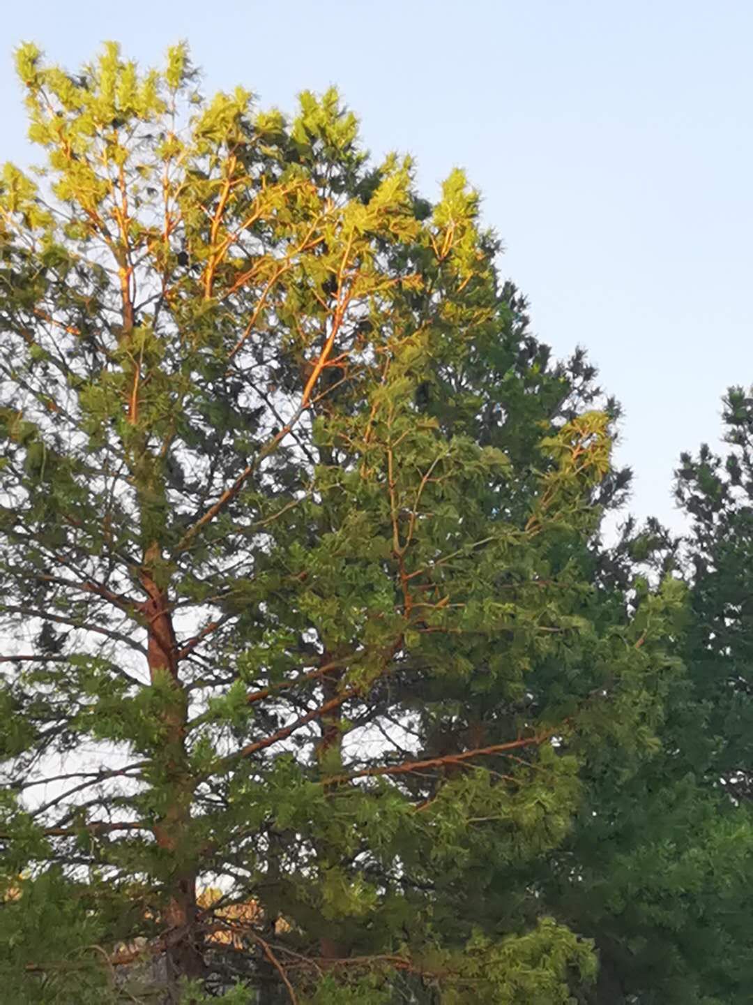 烟雨重游太平湖,重游太平古城游玩攻略