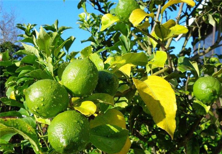 吾饮良品加盟,吾饮良品和益禾堂加盟哪个好