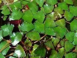 在水一方植物园,在水一方花卉