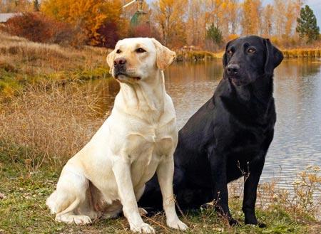 拉布拉多狗狗的优点和缺点,拉布拉多狗的优点缺点有哪些