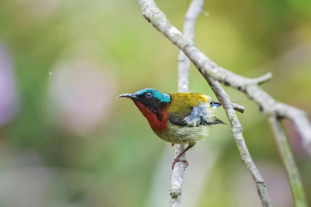 「生态」我在恩平很幸福