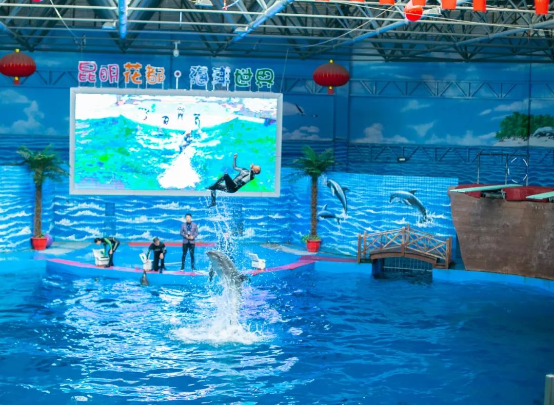 海花岛海洋乐园萌宠表演场,海花岛海洋乐园萌宠剧场