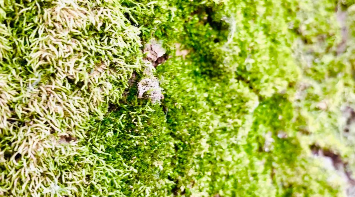 十里一亭,以安名亭,以亭为镇,安亭古镇,看1800年前永安塔