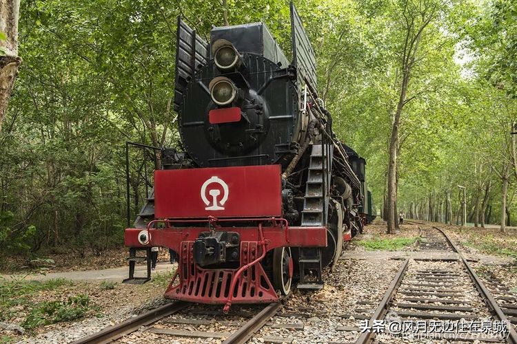 济南一颗梧桐树,济南的法国梧桐