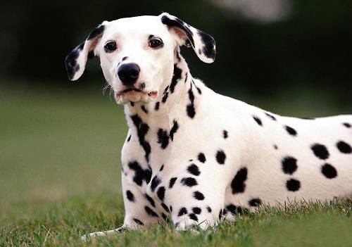 猎犬选什么犬好,狗狗猎犬有哪几种