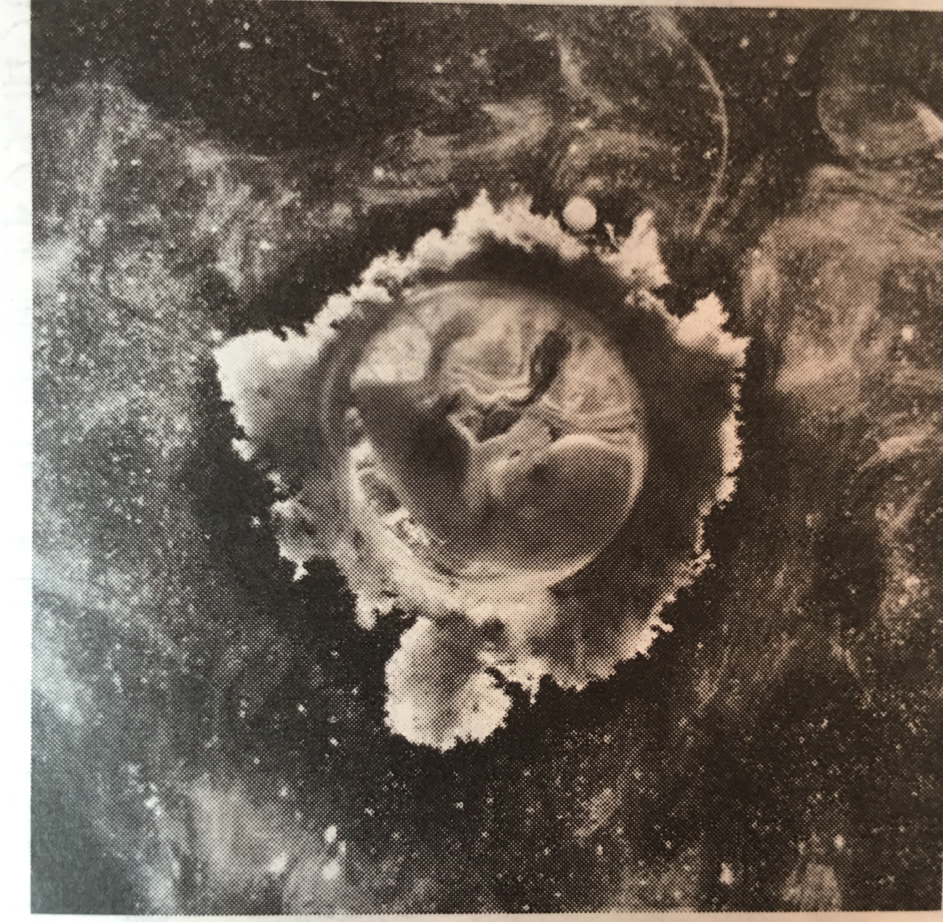 双胞胎胎儿发育过程动画视频,怀孕期间胎儿发育过程的视频