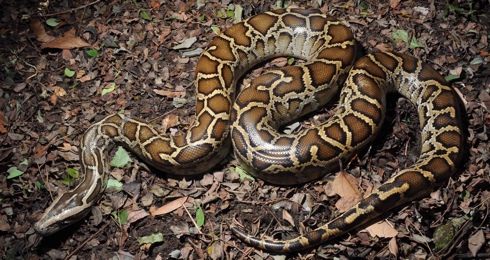 一小区楼下现巨型蟒蛇,一小区发现巨型蟒蛇