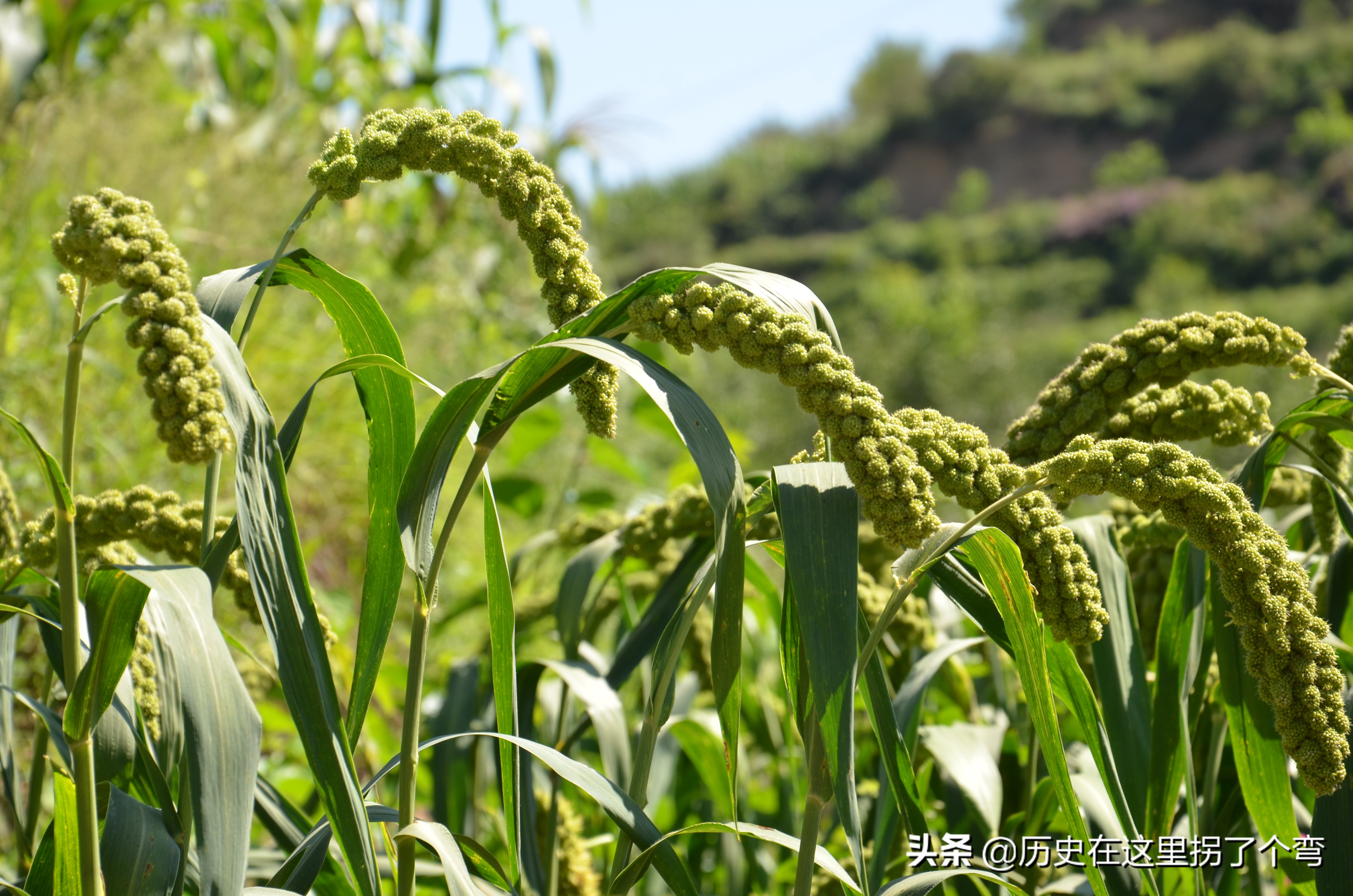 农耕文化一览表,农耕文明源头之十三