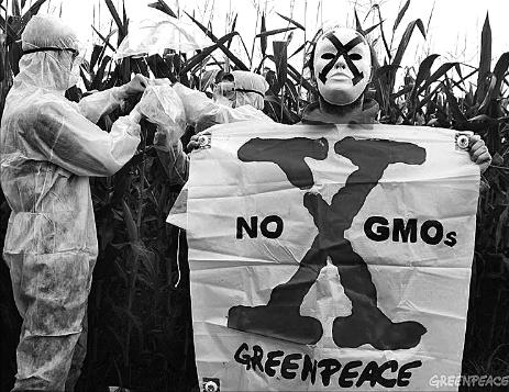 转基因玉米和非转基因玉米的区别,转基因玉米油怎么辨别