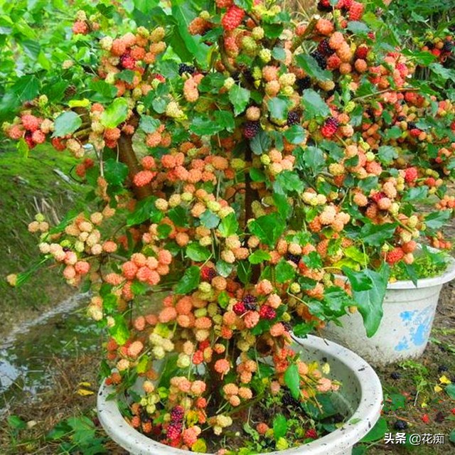 家里种盆栽桑树好吗,桑树盆景几年结果