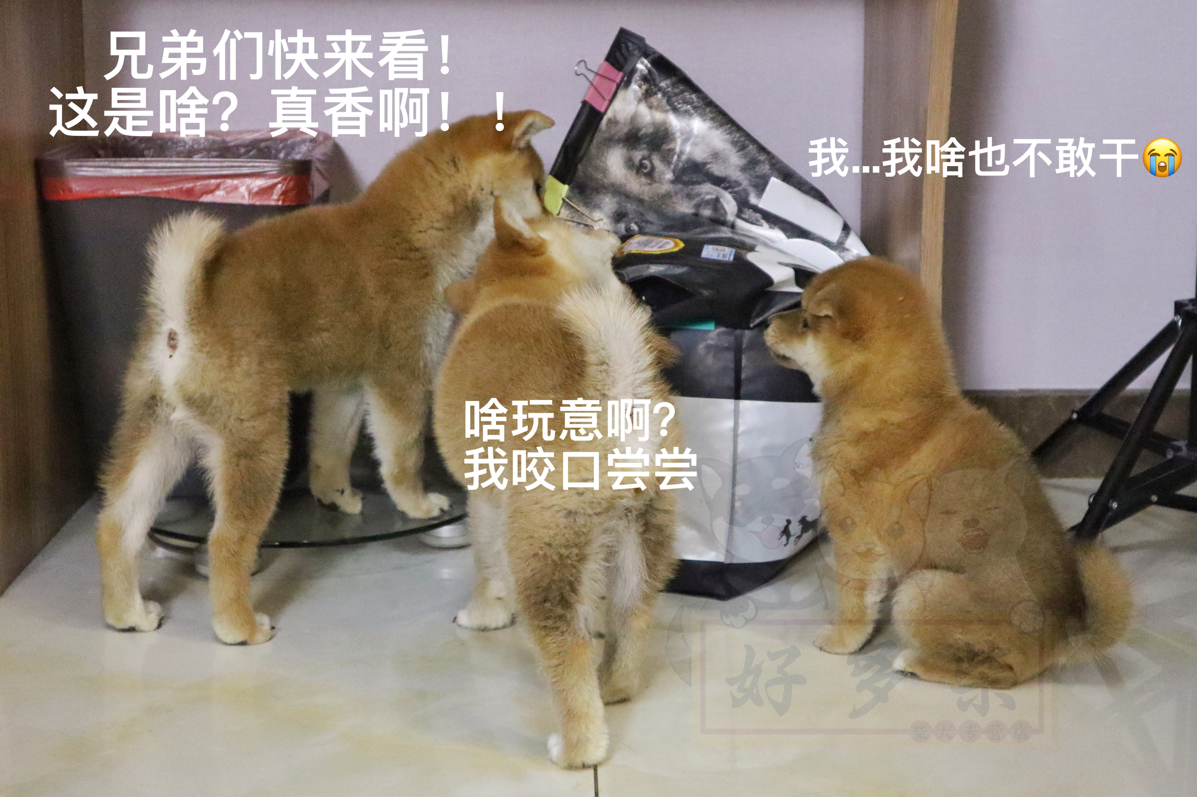 怎么辨别正规犬舍,如何判断犬舍