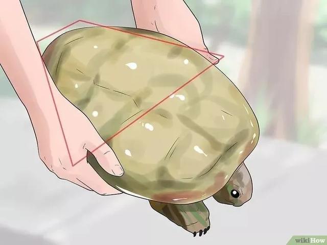 龟怎样才算认可主人,怎么增加和龟的互动性