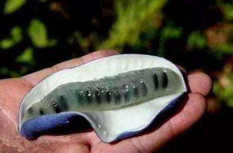 世界这么大你知道有几种水果吗,世界上都有哪些可以吃的水果