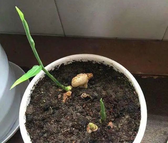 生姜发芽后还能不能种花,生姜发芽了现在可以盆栽吗