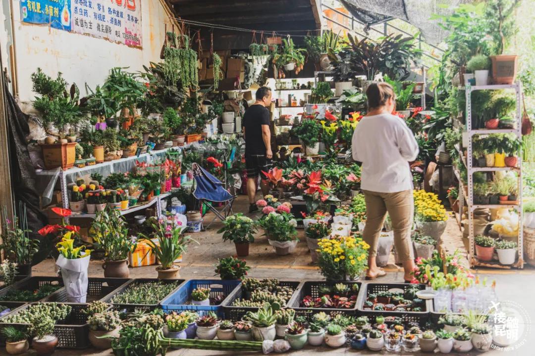 逛逛园博花鸟市场,园博花鸟市场攻略