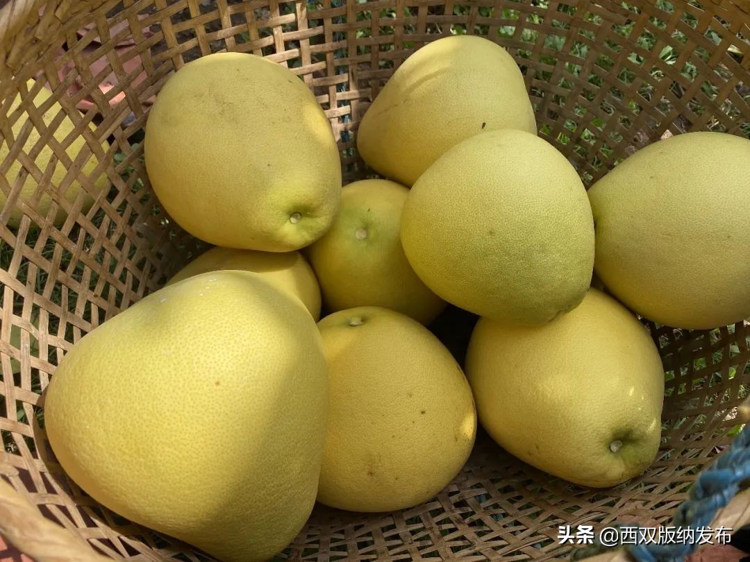 璇辨儜闅炬尅,鍕愪粦鏌氬瓙鍙堝ぇ鍙堢敎