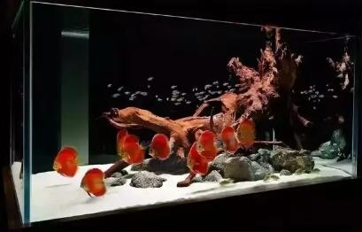 新缸养水几天能培养出硝化细菌,新开缸几天能培养出来硝化细菌