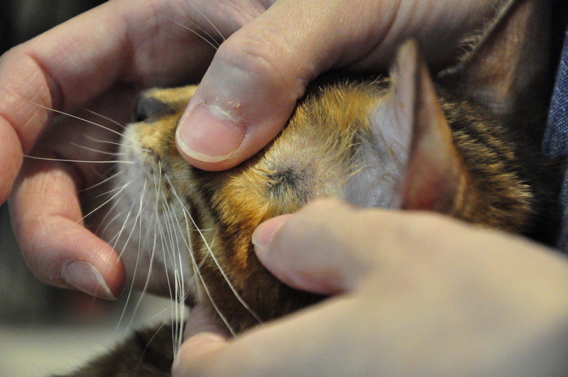 猫咪猫癣耳螨怎么办,猫咪得了猫癣耳螨还能驱虫吗