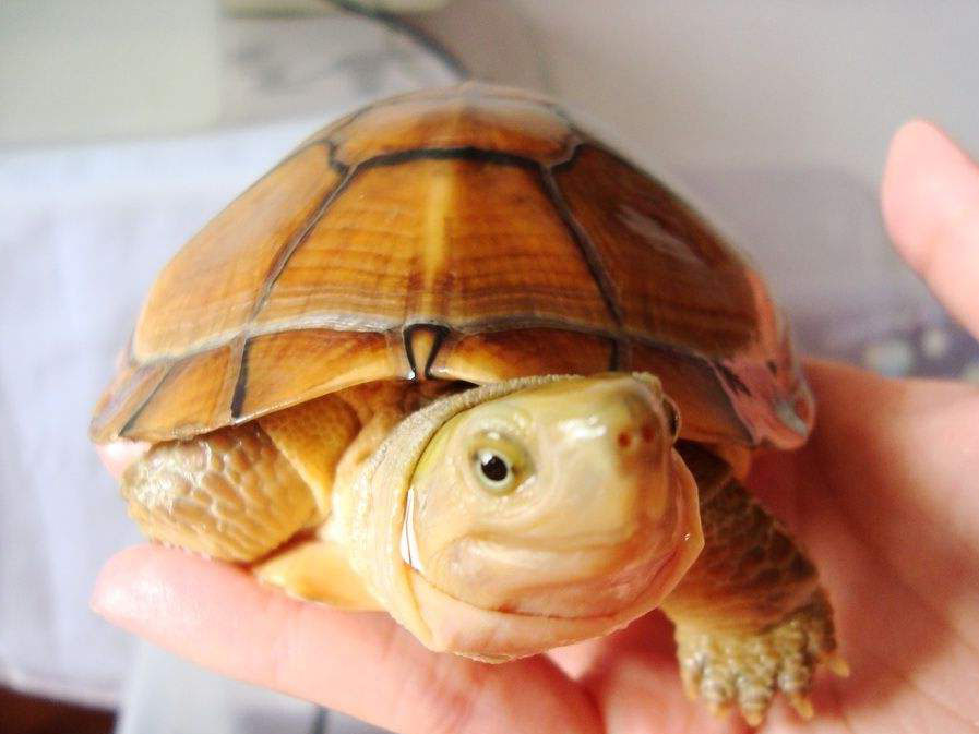 宠物龟不想养了怎么办,不想养乌龟