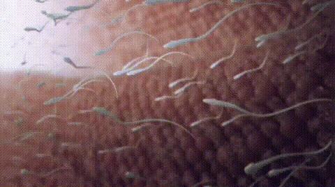 人类首次拍到卵细胞,精子和卵子结合为什么闪光