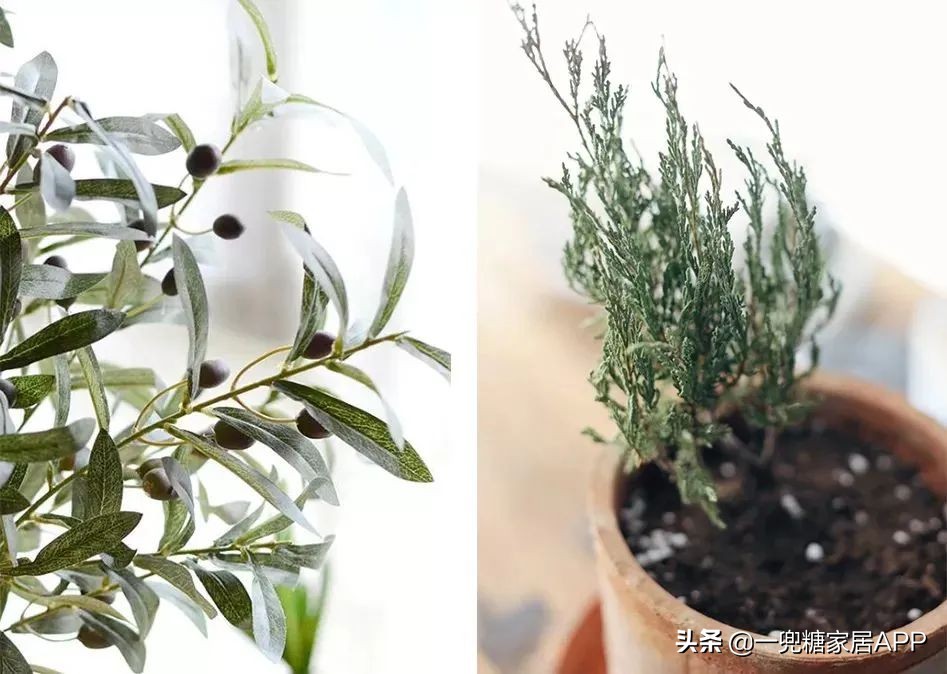 开花植物店铺推荐,适合店铺开花植物