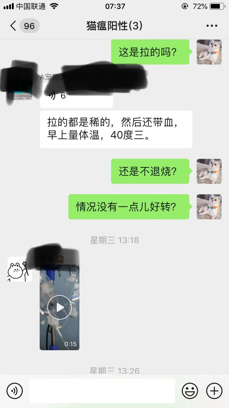 爆发猫瘟,猫瘟日常