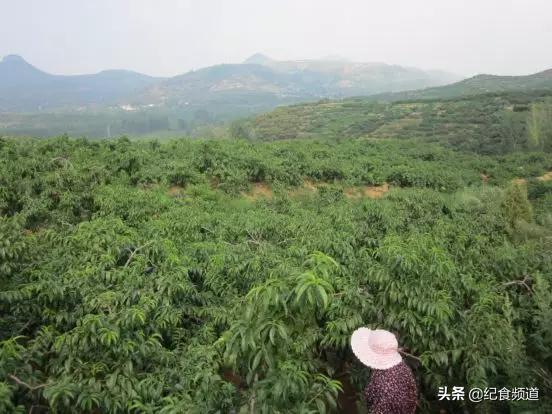 犹如个大饱满的“黄水晶”,这个桃,咬一口,甜过初恋