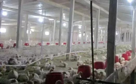 肉鸡肾传支的预防和治疗,肉鸡病毒病什么时候用药好