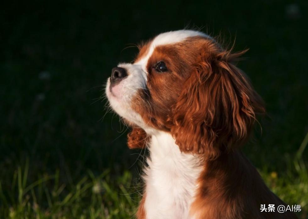 美国最受欢迎的100组小狗名字