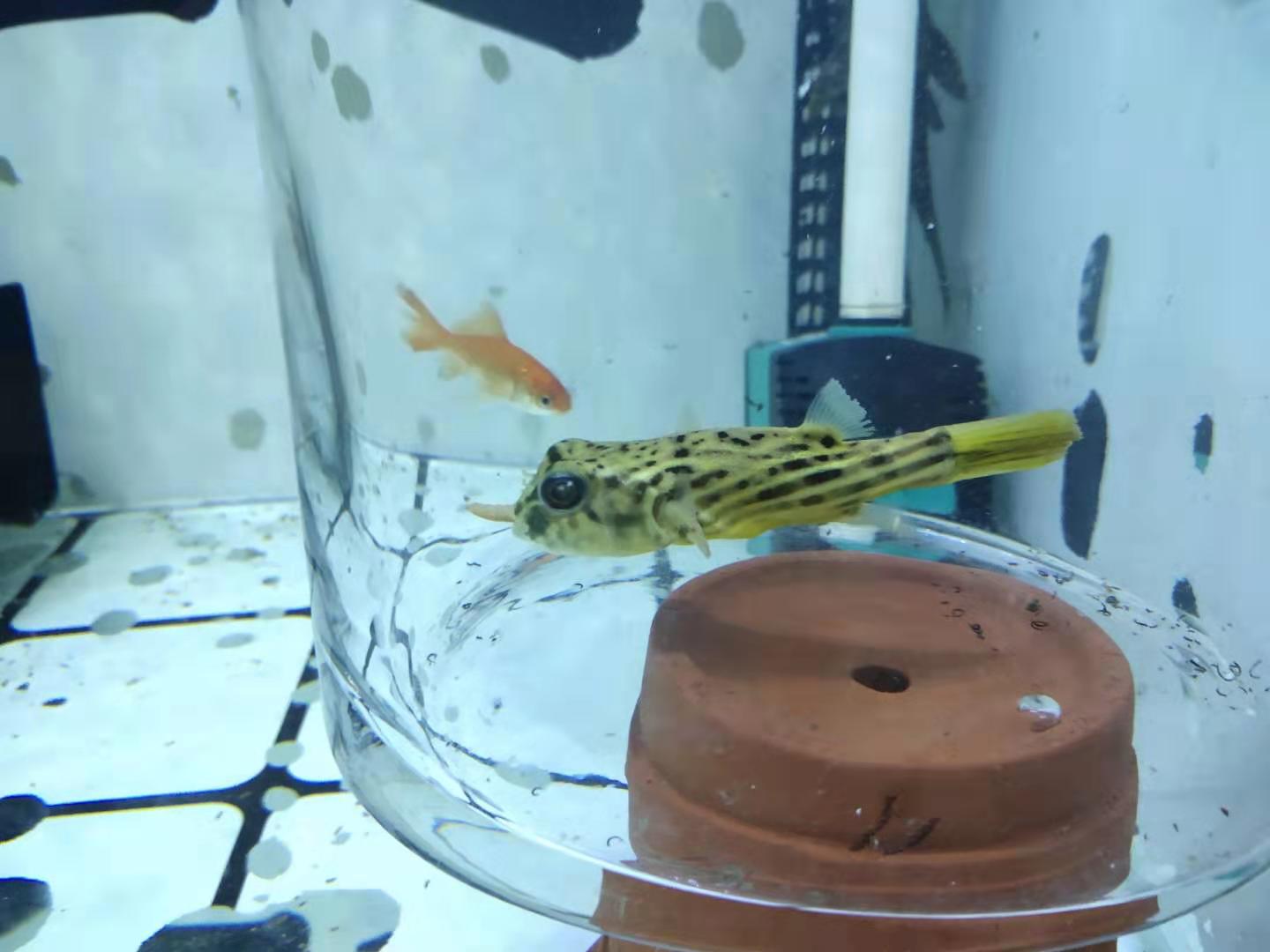 观赏鱼缺氧的状态有哪些,什么观赏鱼缺氧也能活