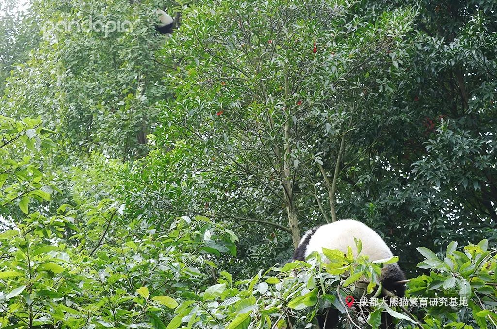 如何快速识别熊猫,熊猫的战斗力在动物界排名