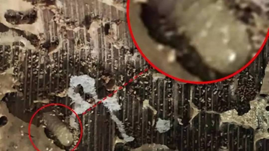 普洱茶中出现了茶虫该怎么办,普洱茶有茶虫是怎么回事