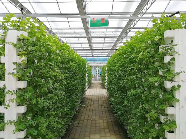 温室大棚种植常见的优点有哪些