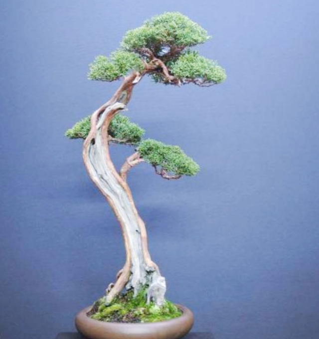 柏树舍利干涂石硫合剂多久涂一次,柏树盆景剥舍利干方法