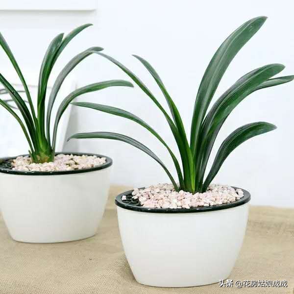 怎样才能使君子兰油光发亮,如何养君子兰叶子翠绿油光发亮