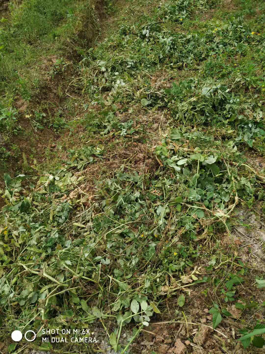 野猪泛滥成灾四川,野猪泛滥成灾农民无法生活