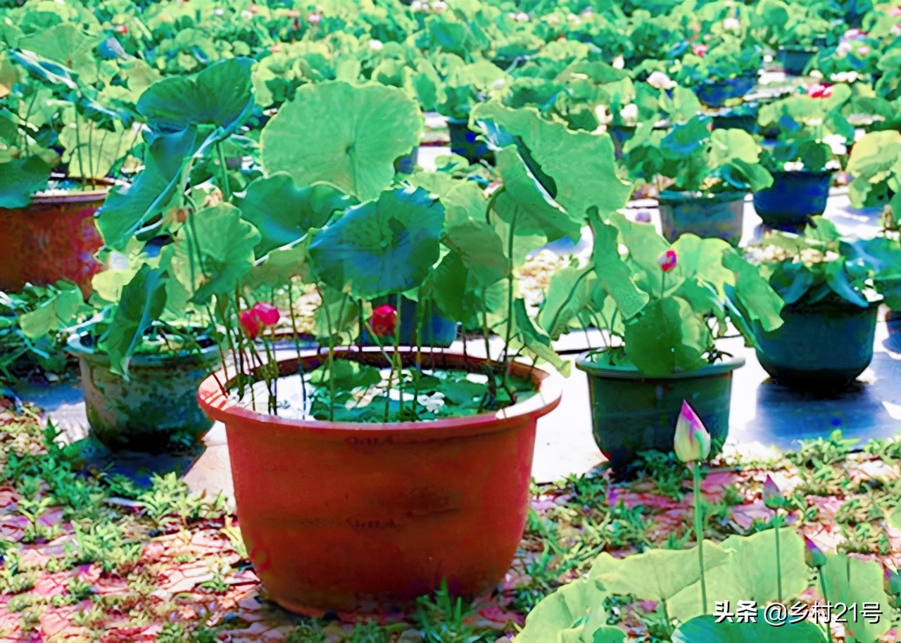 盆栽荷花养殖方法和注意事项,盆栽荷花怎么栽培