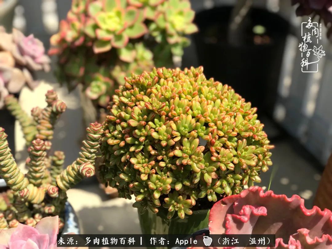 多肉成长记观察记录怎么写,多肉成长记录观察展板