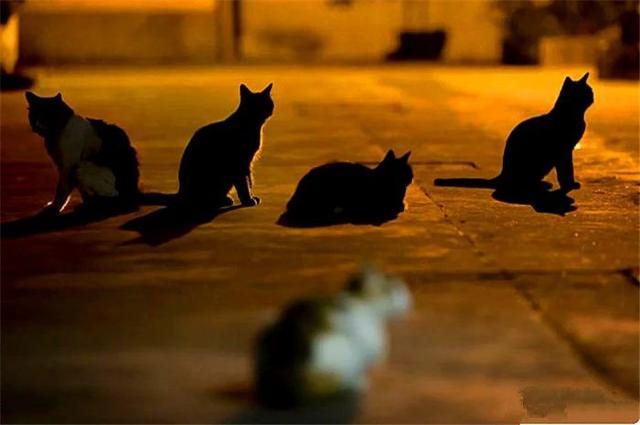 猫咪晚上看不见主人吗,猫咪夜晚看不见能找到吃的吗