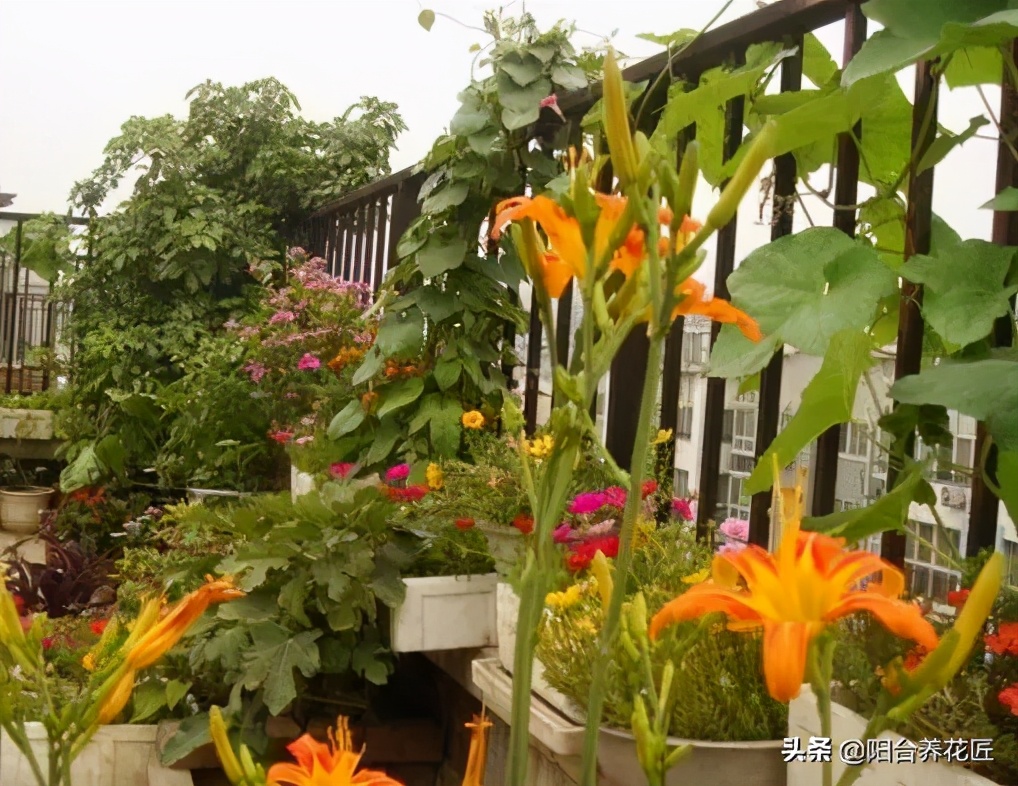 适合室内养的耐干旱少阳光的花,这5种花晒不死太阳越大开花越多