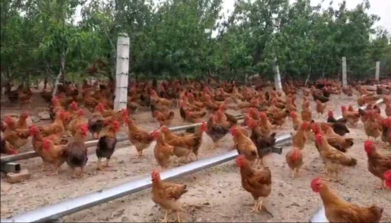 林下有哪些致富项目,林下养鸡100亩利润