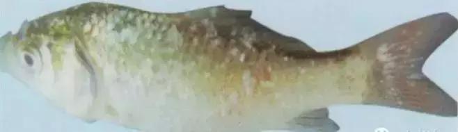 鱼类寄生虫有哪些,鱼类寄生虫的科普知识