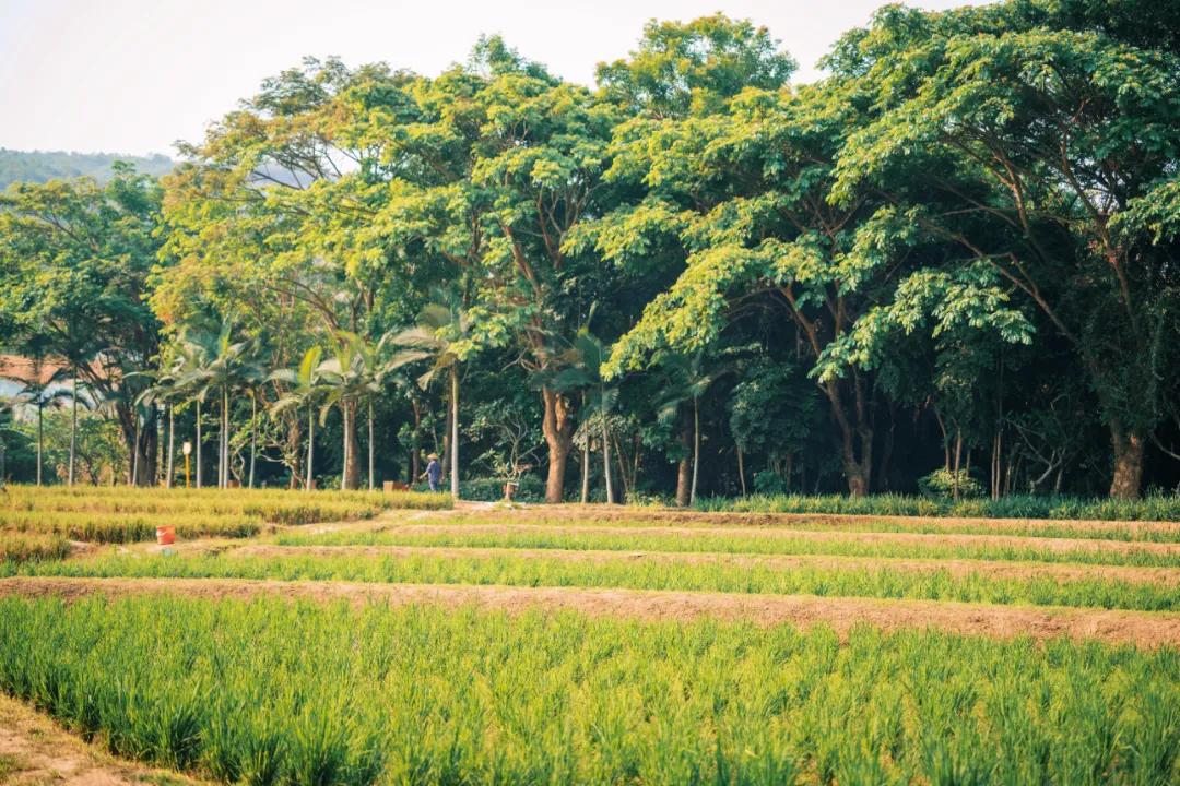 西双版纳蓝孔雀江景主题酒店,西双版纳告庄双景酒店攻略