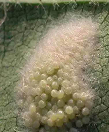 农业防治害虫的方法有哪些,农业对害虫的防治方法