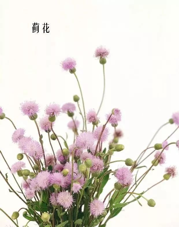 鲜花店常见花材品种大全,花店里同款的两种不同价格的花材