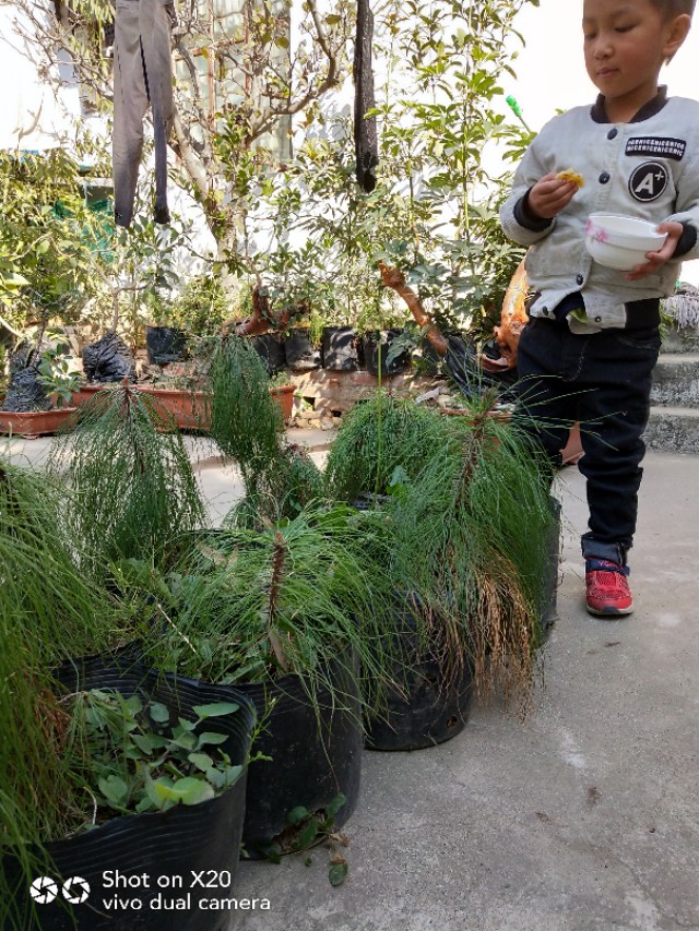 马尾松树桩怎么栽培,马尾松栽培用什么植料