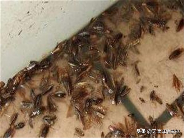 超市消杀四害的有效方法,深圳王氏四害消杀灭鼠杀虫