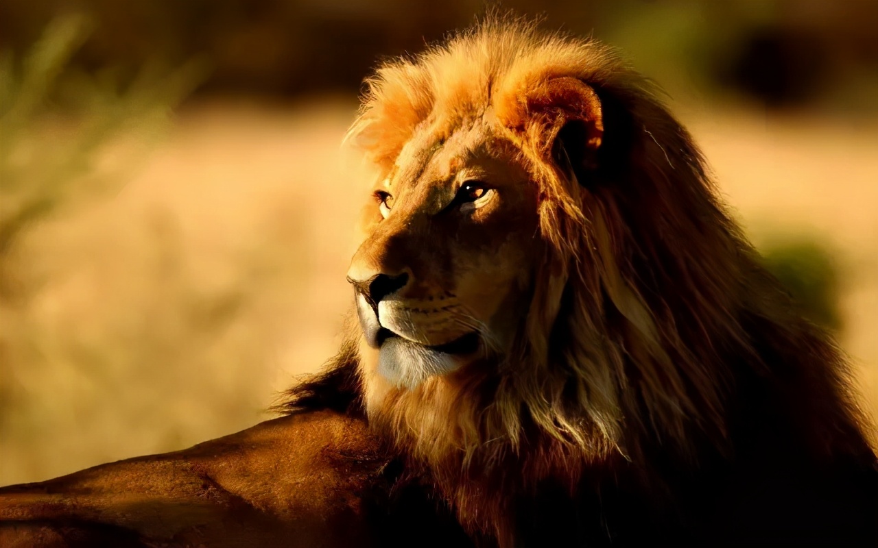 人类对猫的发展史,猫在人类发展历史的地位