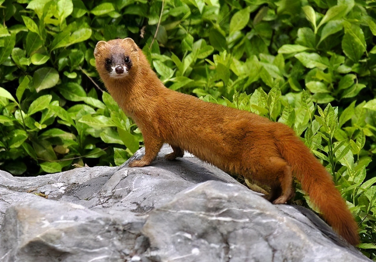 为什么黄鼠狼不能杀科学告诉你,黄鼠狼不能打死有科学依据吗