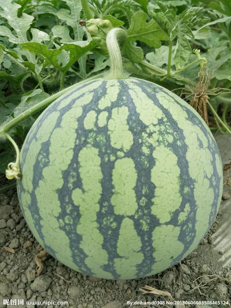 六种常见水果,中国常见水果品种图片及名称